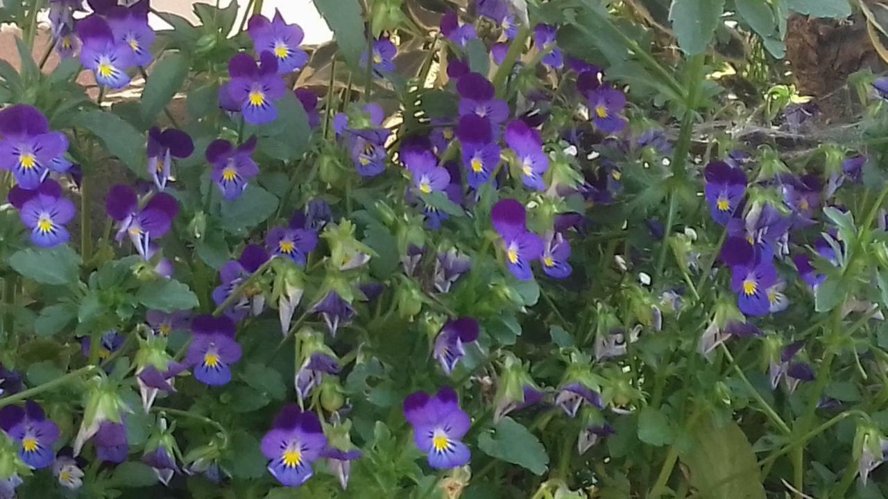 솔토 콜리나 La Casa Delle Fate 빌라 외부 사진